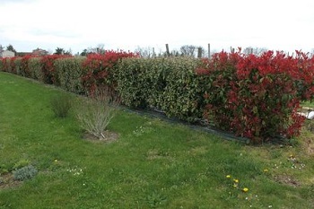 photinia pour haie